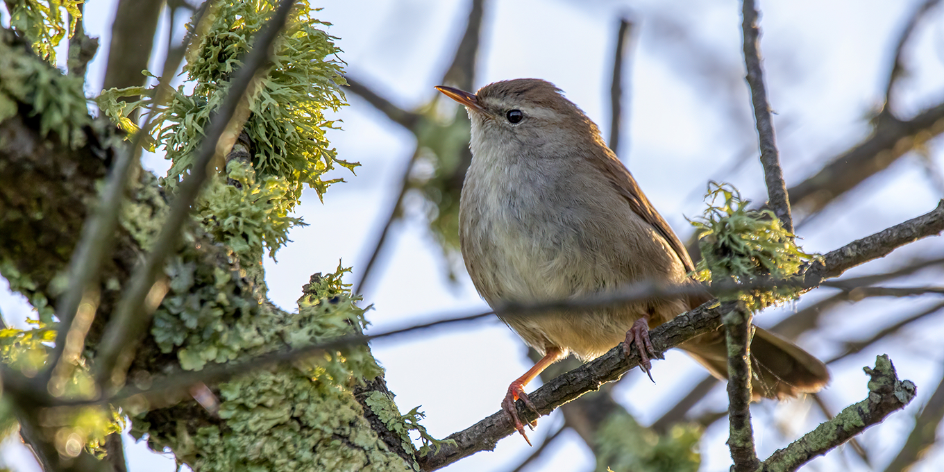 Bouscarle de Cetti